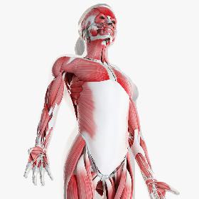 3D Female Skin Skeleton And Muscles Rigged